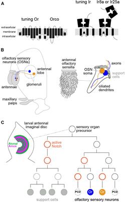 Olfactory Receptor Gene Regulation in Insects: Multiple Mechanisms for Singular Expression